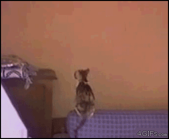 31.catjump.gif
