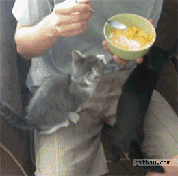 33.kurekureneko.gif