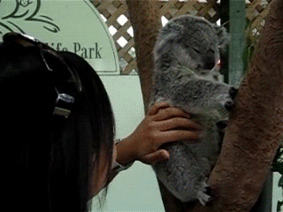 35.koalacuteears.gif