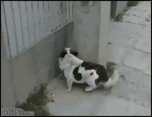 38.walldog.gif