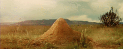 animalandcar.gif