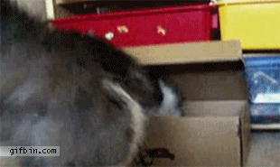boxcat.gif