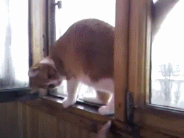 catbywindow.gif