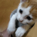 catcute.gif