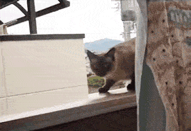 donkusaneko.gif