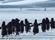 flyingpenguin.gif