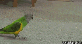 kansaidori.gif