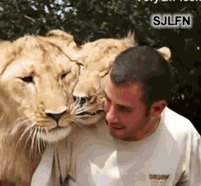 liondaisuki.gif