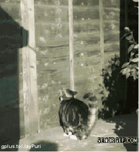 ninjaneko.gif