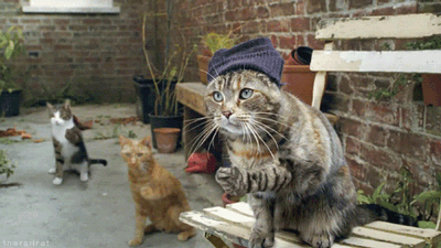 westsidecatstory.gif