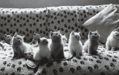 cats_watch.gif