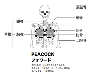 3.peacock.jpg