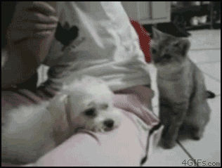 cat fight.gif