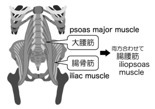 05.腸腰筋.png