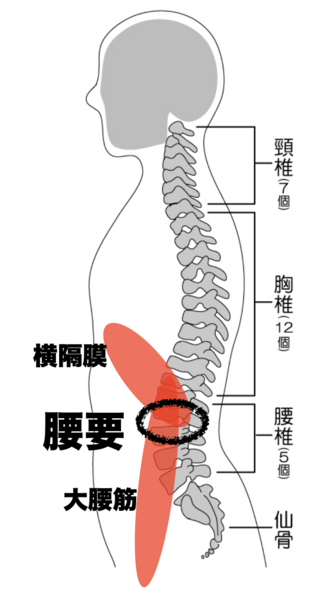 07.腰要.png