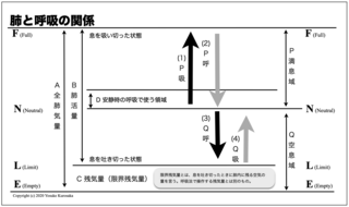 18.肺と呼吸.png