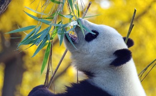 panda-4421395_1280.jpg