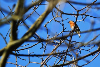 bird-287109_1280.jpg