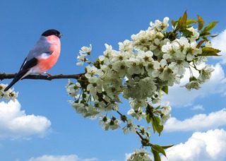 spring-641994_1280.jpg